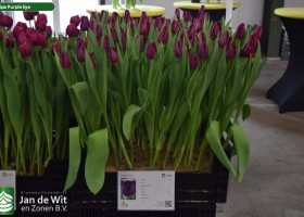 Tulipa Purple Eye (1)